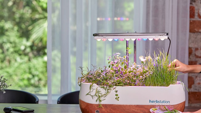 Los Mejores Smart Gardens para Interior en 2026: Comparativa Real